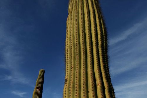 Arizona